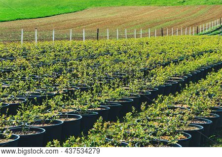 Image Of A Garden Full Of Hotchpotch In A Sunny Day