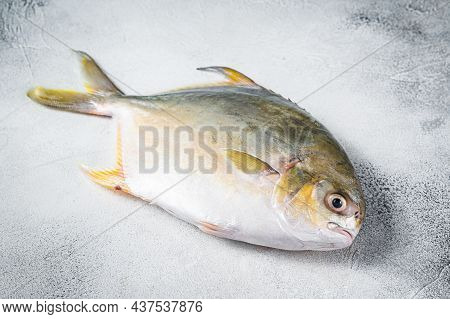 Fresh Raw Fish Pompano On Kitchen Table. White Background. Top View