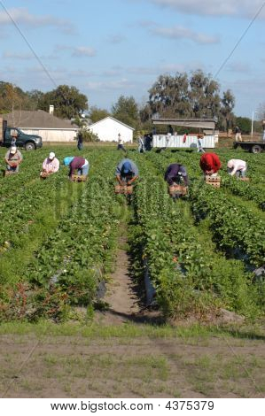 Migrants Woorkers Strawberry Picker