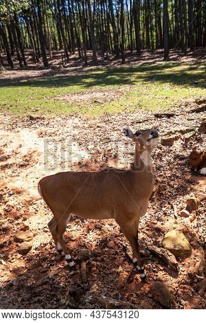 Nilgai Is A Large Asian Antelope Boselaphus Tragocamelus In India.