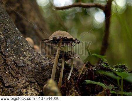 Glistening Inkcaps Growing In A Tree In English Woodland