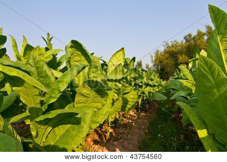 Ferme de plante de tabac