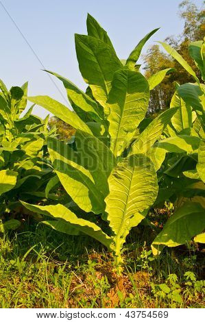 Plante de tabac dans la ferme