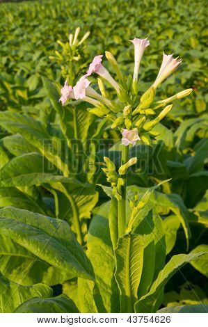 Fleur de tabac dans la ferme