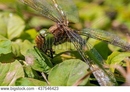 Face Of Dragonfly On Green Leaves. Big Dragonfly Faceted Eyes.