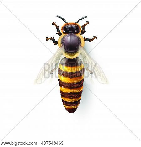 Realistic Bee Queen Mother. Detailed Illustration Of A Queen Bee On White. Macro Insect, Concept Of 