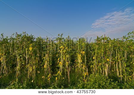 Yardlong bean farm