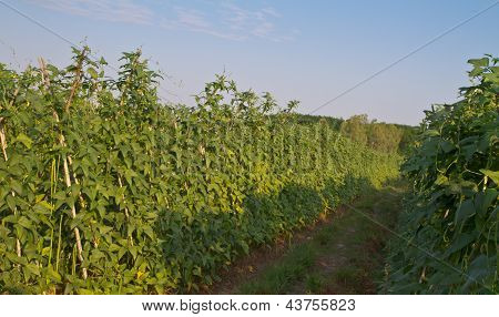 Yardlong bean farm