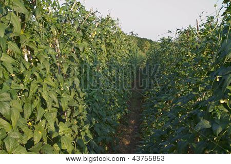 Yardlong bean farm