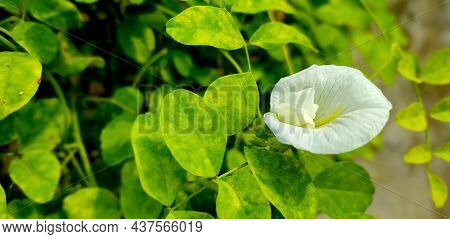 White/blue/purple Butterfly Pea Flower Close Up, Asian Pigeonwings (clitoria Ternatea) In Green Leaf