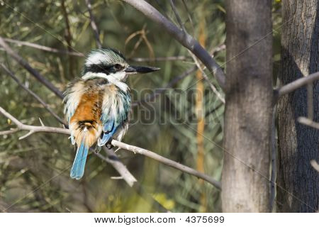 Kookaburra