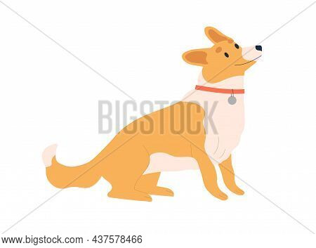 Cute Dog Of Corgi Breed. Happy Adorable Doggy Looking With Pleading Eyes And Asking For Smth. Friend