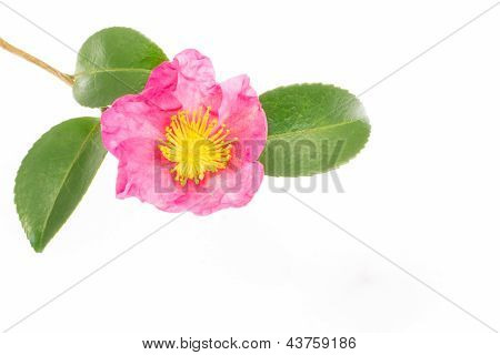 Blume ist blühen Sasanqua