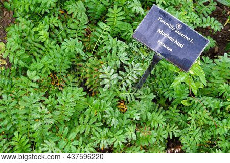 Herbaceous Plant Silverweed Named Potentilla Anserina Or Argentina Anserina