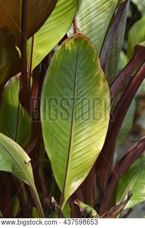 Ethiopian Black Banana Leaves - Latin Name - Ensete Ventricosum Maurelii