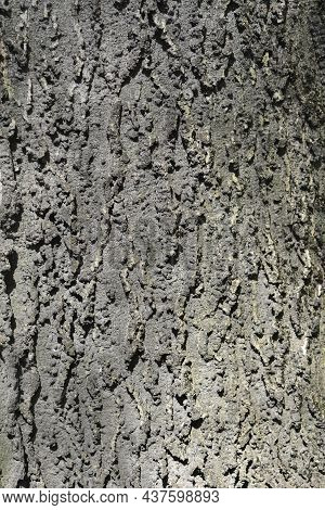 Common Hackberry Bark Detail - Latin Name - Celtis Occidentalis