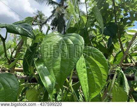 Betel Leaf ( In Sinhalese - Bulath ) Ayurvedic Plant And Symbol Of Fortune And Prosperity