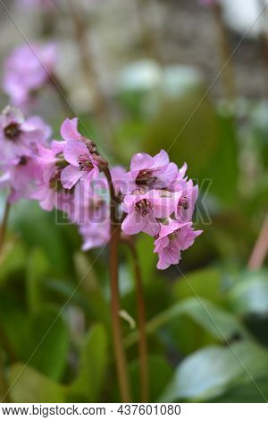 Elephants Ears Rosi Klose Pink Flowers - Latin Name - Bergenia Rosi Klose