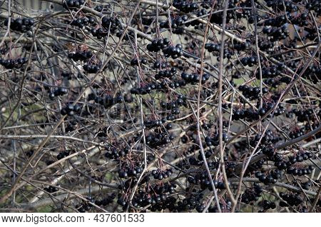 Chokeberry Bush In The Garden. Chokeberry Melanocarp Bush With Ripe Berries. Chokeberry Fruits.