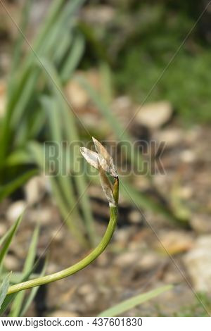 Illyrian Iris Flower Buds - Latin Name - Iris Illyrica