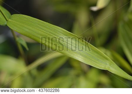 Pygmy Bamboo Leaves - Latin Name - Pleioblastus Pygmaeus Distichus