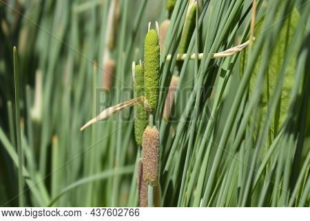 Dwarf Bulrush - Latin Name - Typha Minima