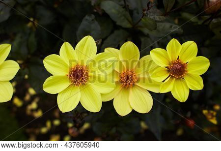 Close Up Of Yellow Dahlia Mystic Haze Flowers In Blooming. Autumn Plants.