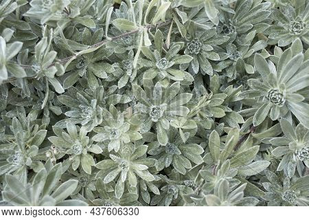 Chenille Plant Or Echeveria Pulvinata For Gardening And Decoration Ideas
