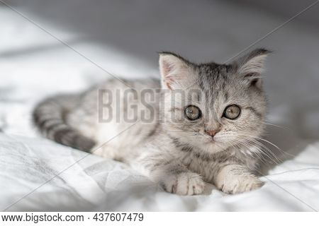 Beautiful Portrait Of Scottish Straight Kitten On White Background. Grey Striped Scottish Straight-e