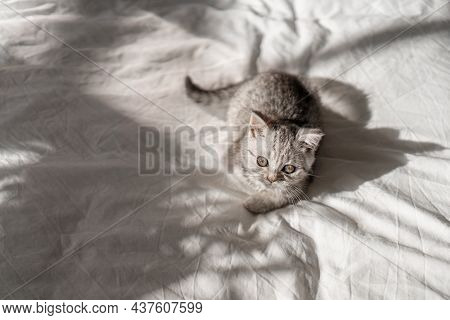 Beautiful Portrait Of Scottish Straight Kitten On White Background. Grey Striped Scottish Straight-e
