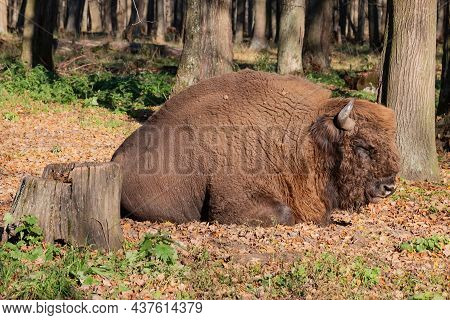 European Bison, Also Known As Wisent Or The European Wood Bison Grazing In The Wood. Prioksko-terras