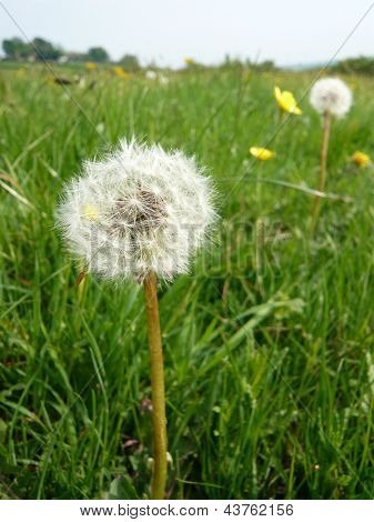 Löwenzahn in einem Feld