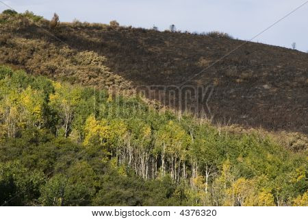 Obrażenia od ognia lasu w Utah