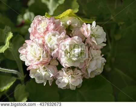 Pelargonium Geranium Flower Cluster, Variety Appleblossom Rosebud