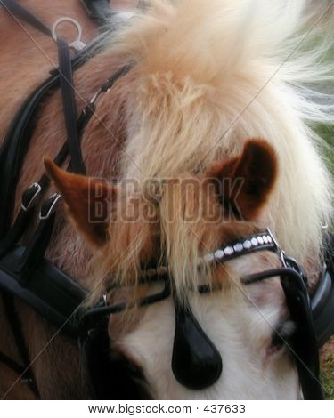 Meghajtó fej Pony