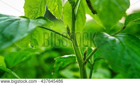 Group Of Flowers Of Organic Green Lentil Plant Guar Bean Plant Blooming In The Agriculture Field