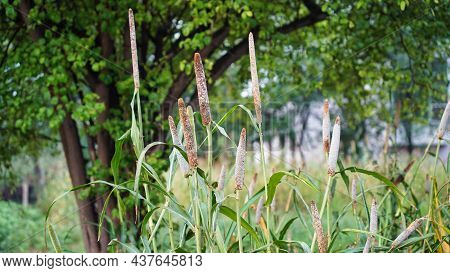 Ripe Buds Of Millet Plant. Beautiful Pennisetum Glaucum Or Pearl Millet Plant
