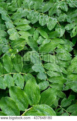 Botanical Collection, Green Leaves Of Polygonatum Multiflorum Solomon's Seal Medicinal Plant