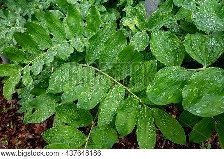 Botanical Collection, Green Leaves Of Polygonatum Multiflorum Solomon's Seal Medicinal Plant