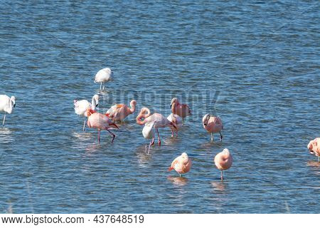 Colony Of Pink Flamingos Wintering In Grevelingen Salt Lake Near Battenoord Village In Zeeland, Neth