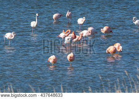 Colony Of Pink Flamingos Wintering In Grevelingen Salt Lake Near Battenoord Village In Zeeland, Neth