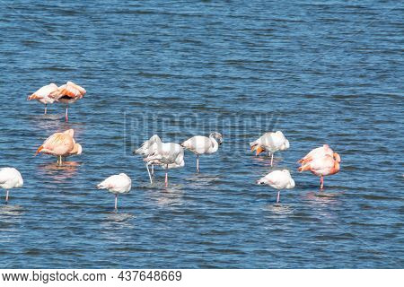 Colony Of Pink Flamingos Wintering In Grevelingen Salt Lake Near Battenoord Village In Zeeland, Neth