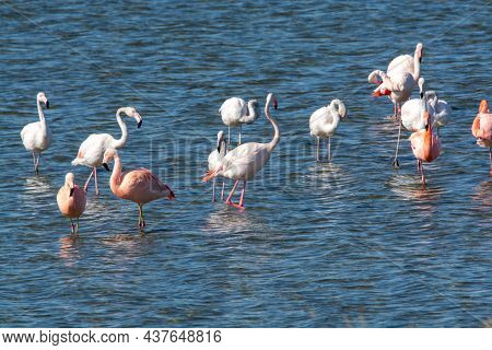 Colony Of Pink Flamingos Wintering In Grevelingen Salt Lake Near Battenoord Village In Zeeland, Neth