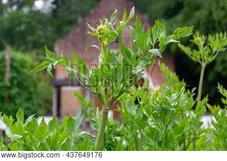 Botanical Collection, Levisticum Officinale Or Lovage Maggi Edible Aromatic Herb
