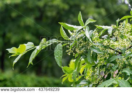 Botanical Collection, Euonymus Europaeus Tree In Blossom