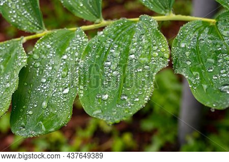 Botanical Collection, Green Leaves Of Polygonatum Multiflorum Solomon's Seal Medicinal Plant