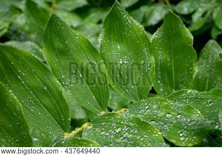 Botanical Collection, Green Leaves Of Polygonatum Multiflorum Solomon's Seal Medicinal Plant