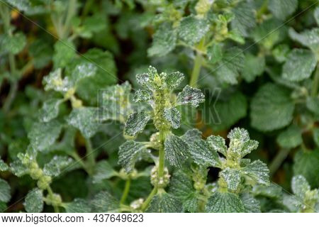 Botanical Collection, Marrubim Vulgare Medicinal Plant