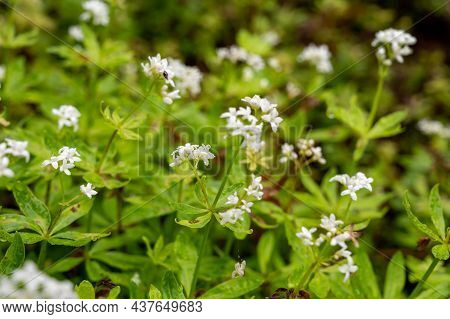 Botanical Collection, Asperula Odorata Or Bedstraw Flowering Plant