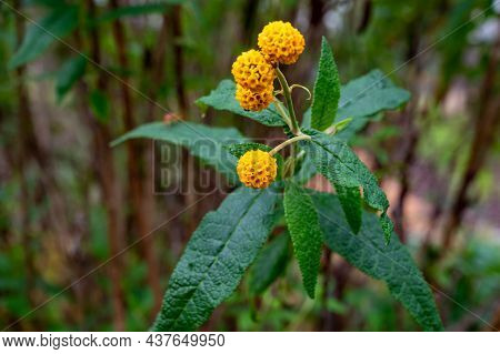 Botanical Collection, Buddleja Globosa Medicinal Plant Or Orange-ball-tree, Orange Ball Buddleja, Ma
